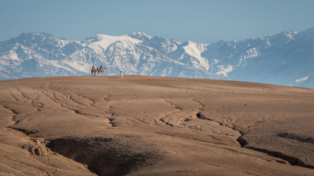 Dromadaire sur une crête du désert d'Agafay face aux sommets enneigés du Haut Atlas, près de Marrakech
