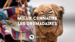 mieux connaitre les dromadaires avec dunes & desert